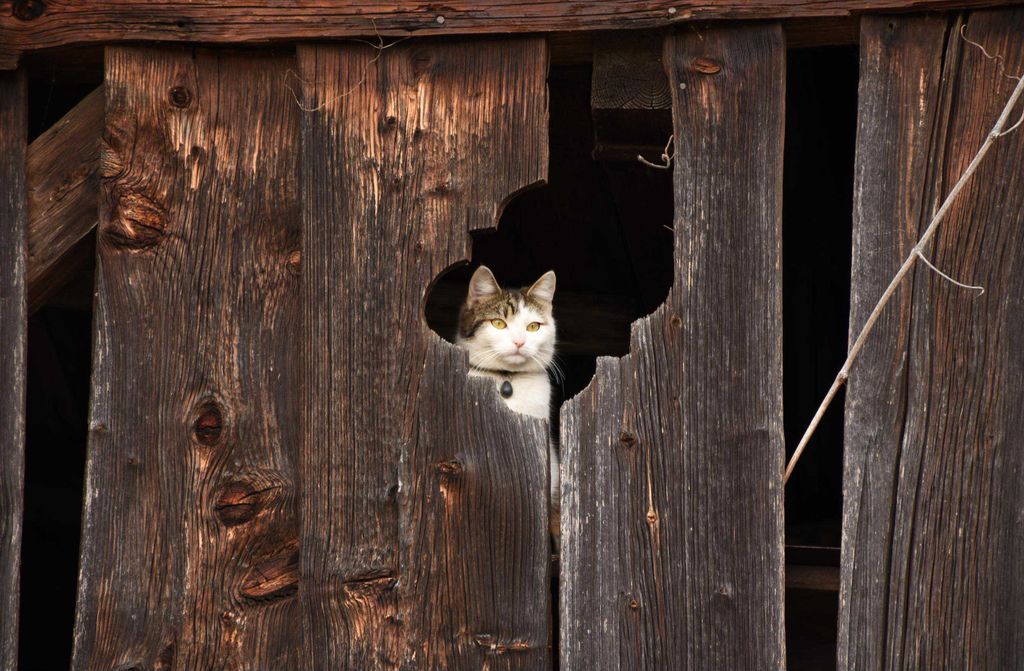 hansepuzzle 12227 - Katze im Blick Puzzle, 500 Teile, Tierwelt, 46,0 x 30,0cm mit hochwertiger Aufbewahrung, Kartonbox & Beutel