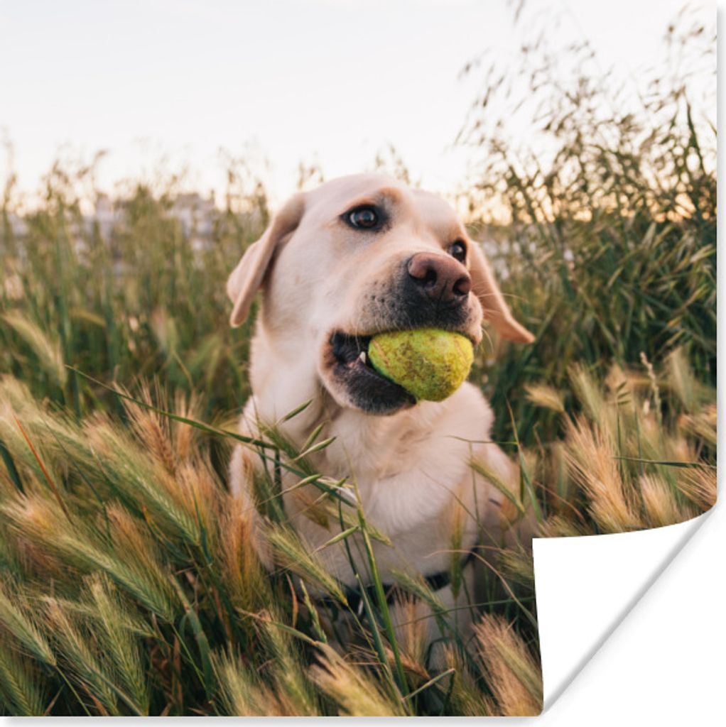 MuchoWow Poster Labrador Retriever spielt mit einem Tennisball im Gras 50x50 cm - Wohnzimmerdekoration