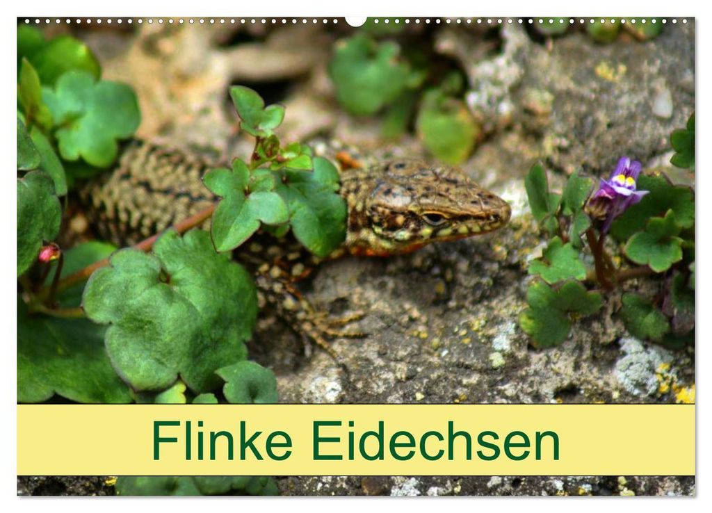 Flinke Eidechsen (Wandkalender 2027 DIN A2 quer), CALVENDO Monatskalender