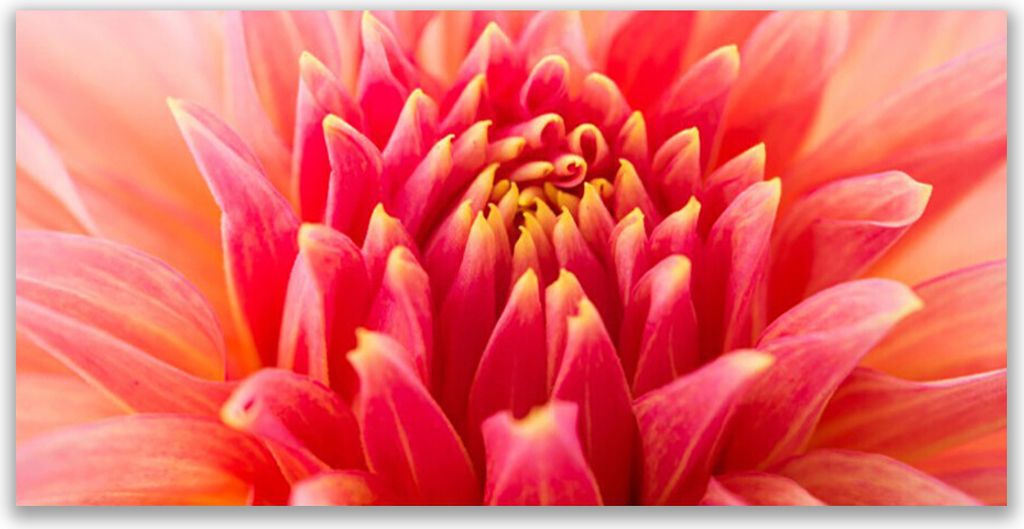 Glasbilder 140x70 Wandbild Druck auf Glas Blume Pflanzen