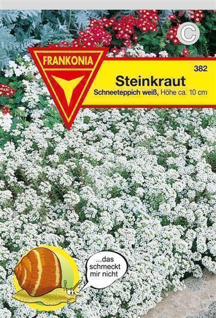 Steinkraut weiß Produktbild 