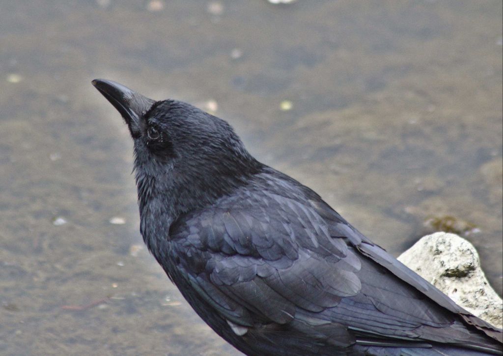 hansepuzzle 36458 - Rabe Puzzle, 260 Teile, Tierwelt, 41,0 x 28,0cm mit hochwertiger Aufbewahrung, Kartonbox und wiederverschließbarem Beutel