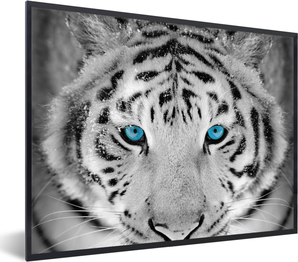 MuchoWow Gerahmtes Poster Tiger - Winter - Tiere 40x30 cm - Poster mit Schwarzem Bilderrahmen Wandposter Rahmen Foto Bilder - Kunstposter - Wandd...