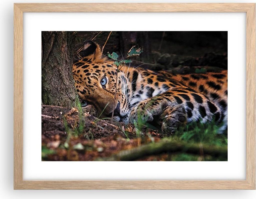 Gerahmtes Poster - Rahmen in heller Eiche - Leopard Porträt Jaguar - 40x30 cm - Wand Bild - Wanddeko - Wandbilder - Kunstposter - Wandposter - Bil...
