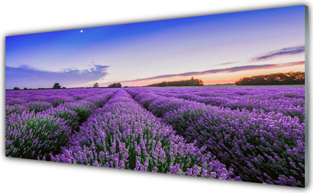 Acrylglasbilder 125x50 Wandbild Druck Wiese Blumen Natur