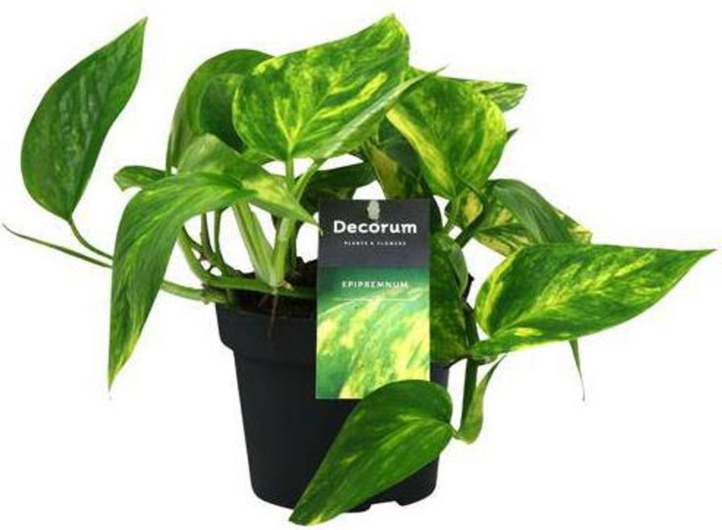 Efeutute Scindapsus Epipremnum Pinnatum HiColor Ø12cm 20cm pflegeleicht Deko