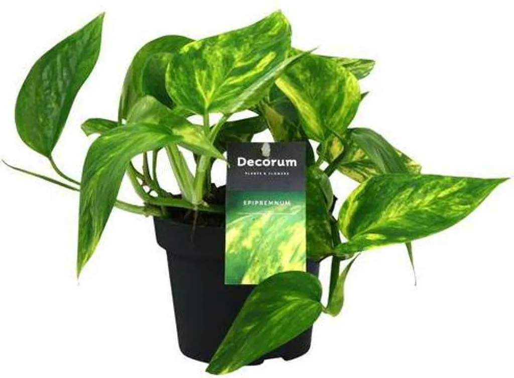 Scindapsus Epipremnum Pinnatum HiColor Ø12cm Plante Idéale pour Bureau