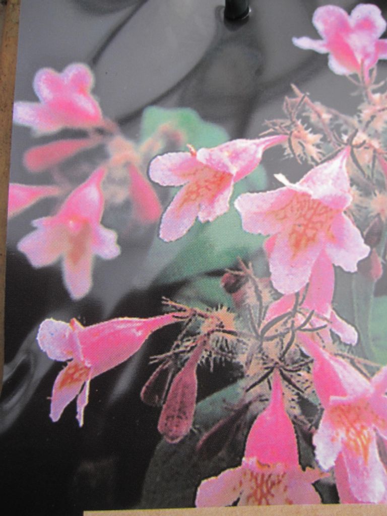 Kolkwitzia amabilis Pink Cloud - Perlmuttstrauch - duftend - 40-60cm