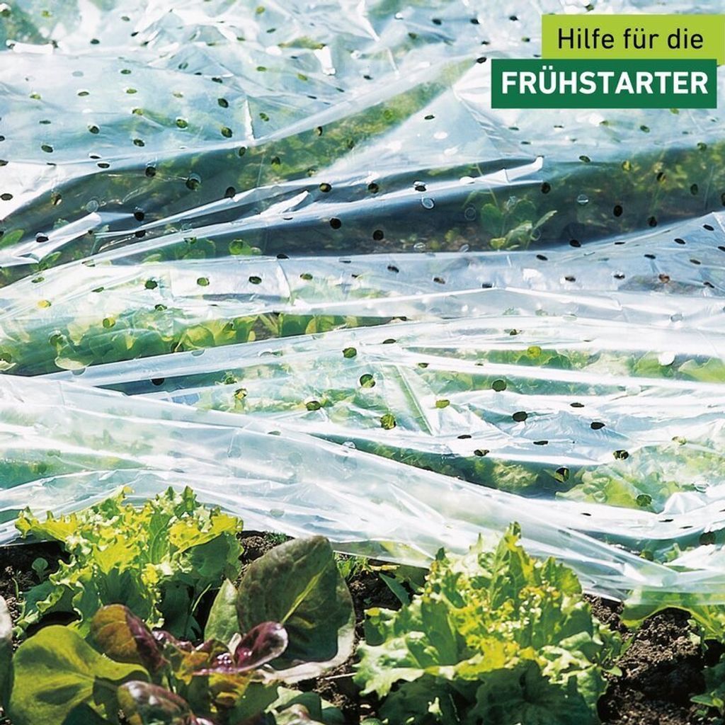 A close-up view of a garden bed covered with perforated plastic sheeting, with lettuce plants visible underneath and in the foreground.