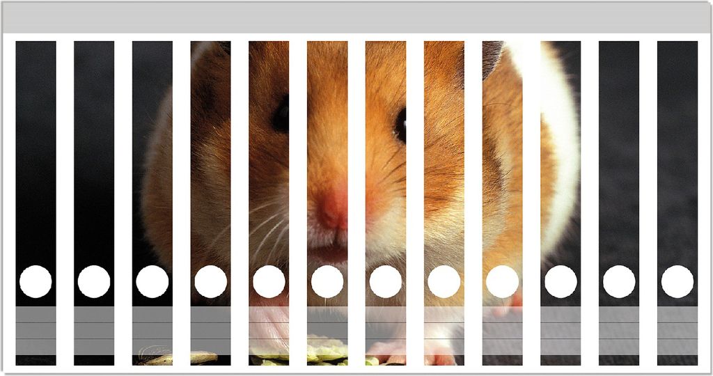 Wallario Ordnerrücken Sticker, selbstklebend für schmale Ordner, 12 Stück, Motiv Putziger Hamster mit Nüssen zwischen den Pfoten