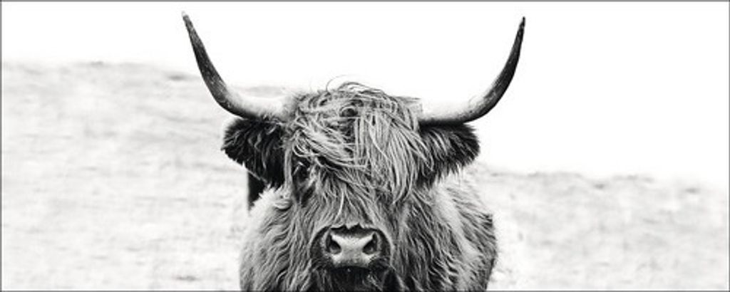 Glasbild Scottish Highland Cattle ll GLA2151 80x30 cm Produktbild 