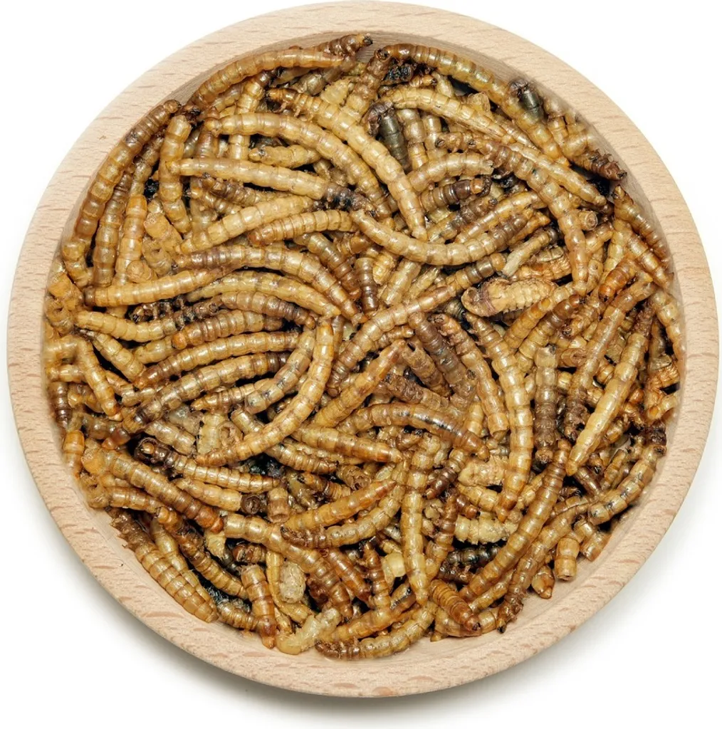 Vers de farine pour reptiles et poissons 5 kg - Nourriture complète