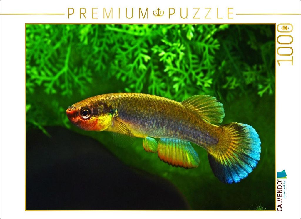 CALVENDO Puzzle Rivulus cylindraceus KUBA | 1000 Teile Lege-Größe 64x48cm Foto-Puzzle für glückliche Stunden