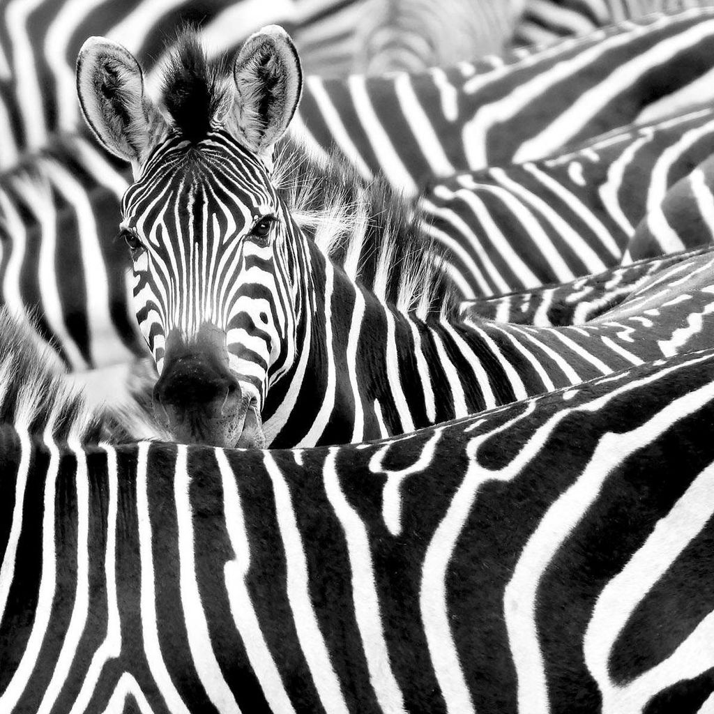 Fototapete 363616 Tapete Tiere 318 x 265 cm Rasch African Queen III Schwarz Weiß