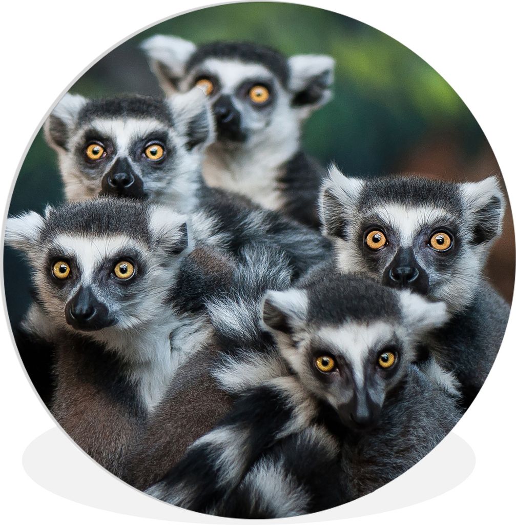 MuchoWow Rundes Wandbild - Runde Bilder Affen - Tiere - Ringelschwanzlemuren Ø 60 cm Kreis Wanddekoration Kunststoff - Wandkreis - Wandschmuck -...