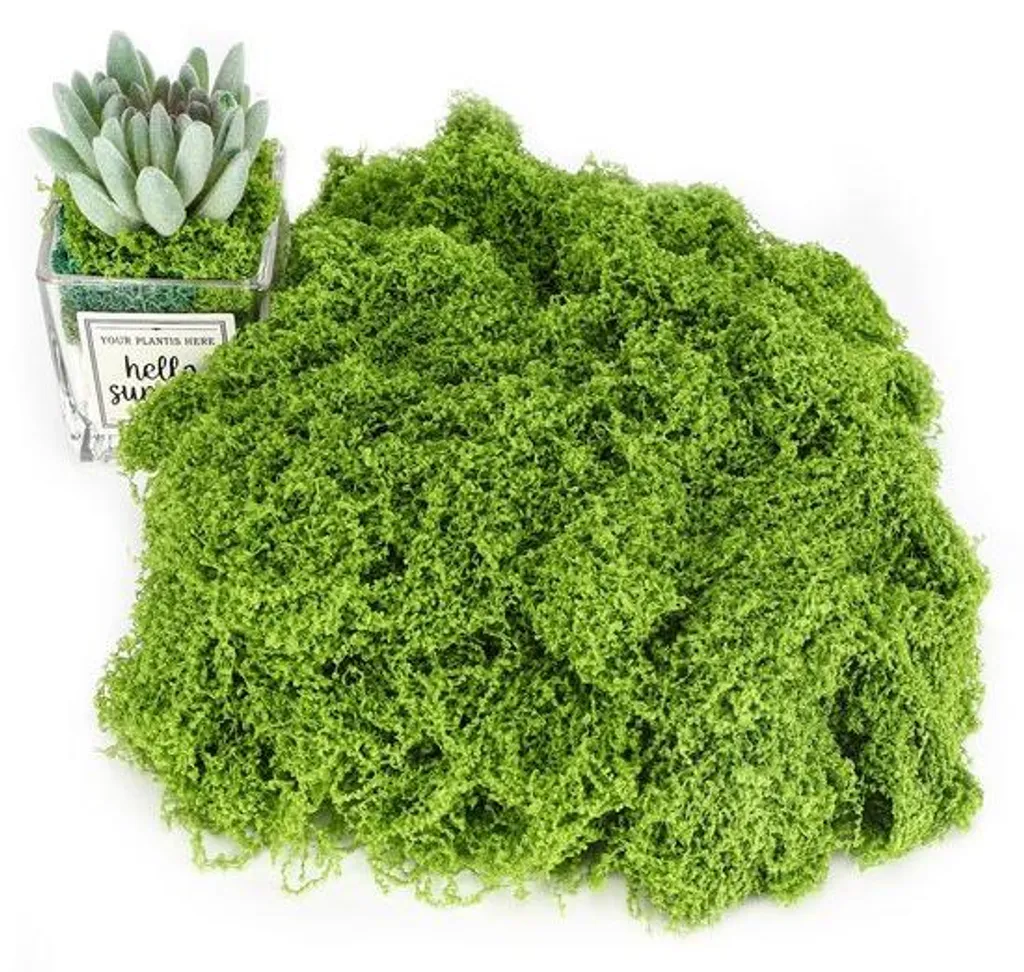 Mousse artificielle d'Islande : fini l'entretien des plantes décoratives