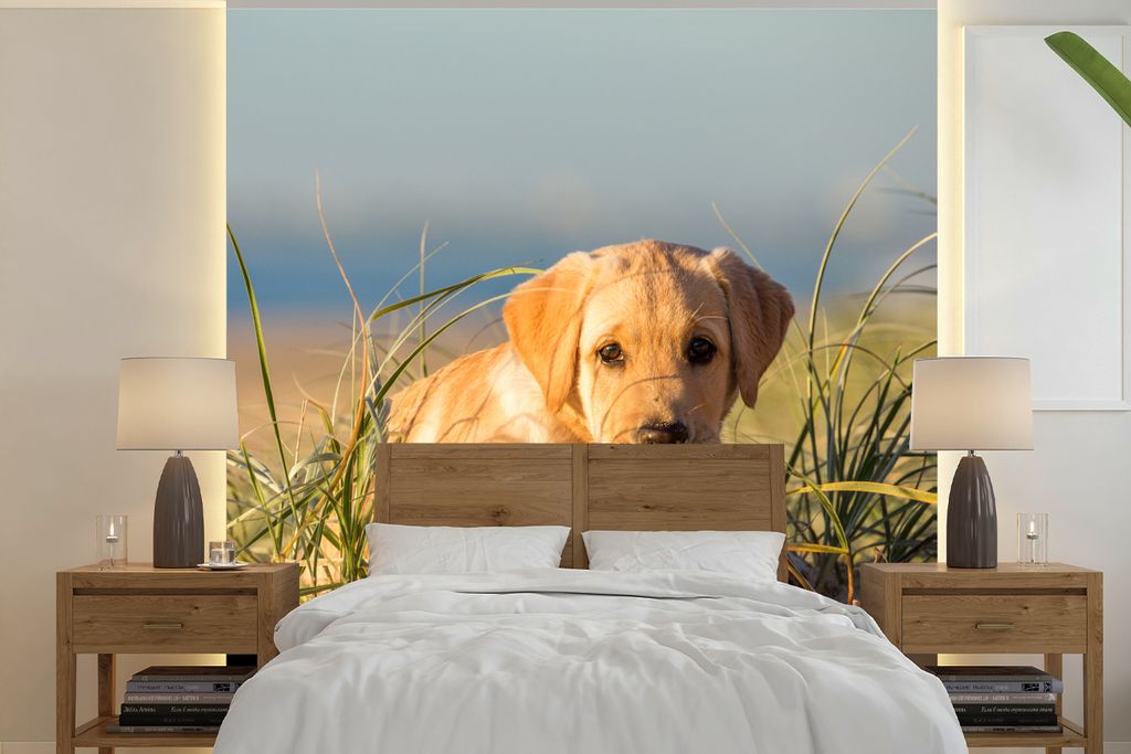 MuchoWow Fototapete für Wohnzimmer oder Schlafzimmer Wandtapete Vinyl Motivtapete Labrador Retriever Welpe auf den Sanddünen liegend - 220x220 ...