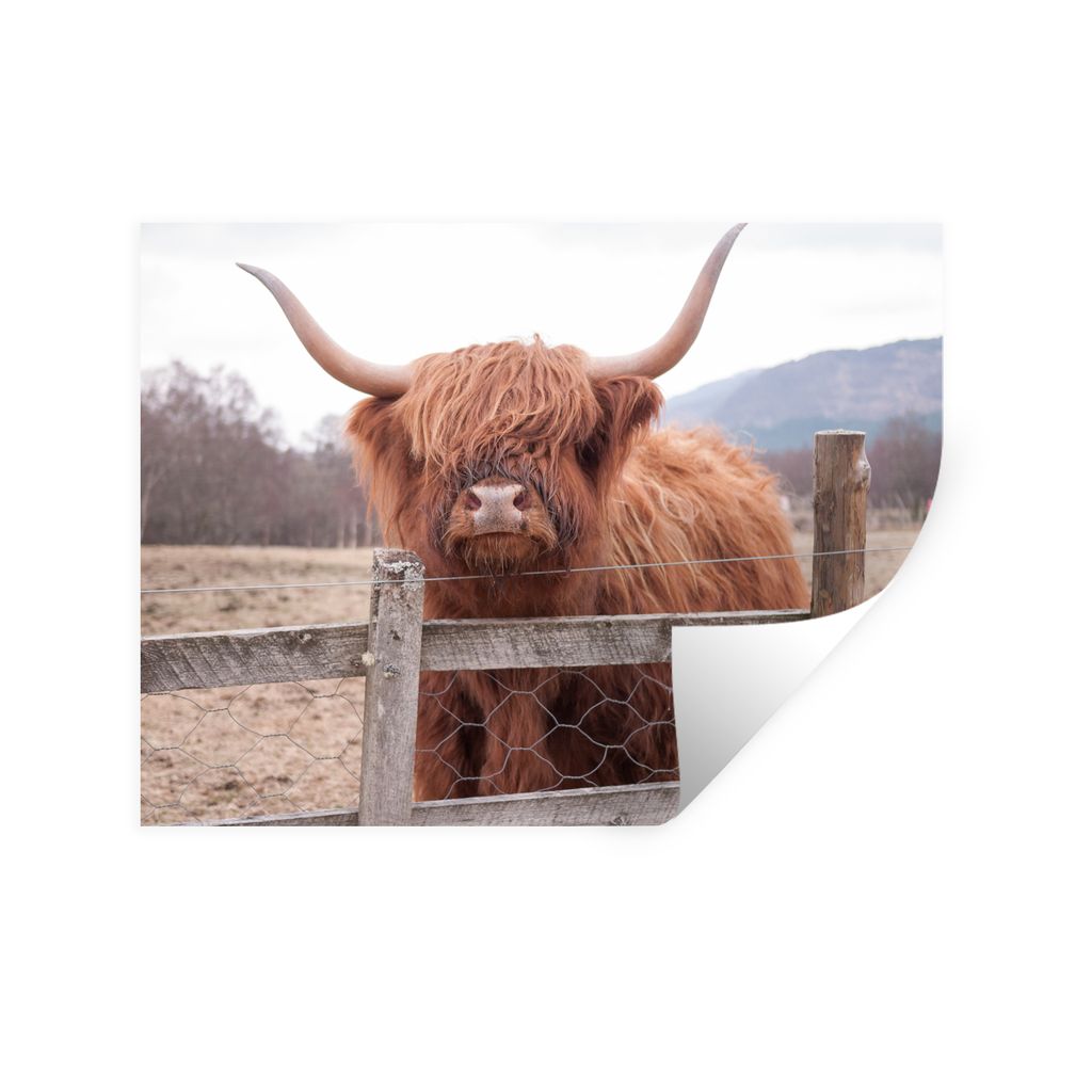 MuchoWow Wandtattoo Wandsticker Wandaufkleber Scottish Highlander - Gras - Zaun 80x60 cm Selbstklebend und Repositionierbar - Faltenfrei