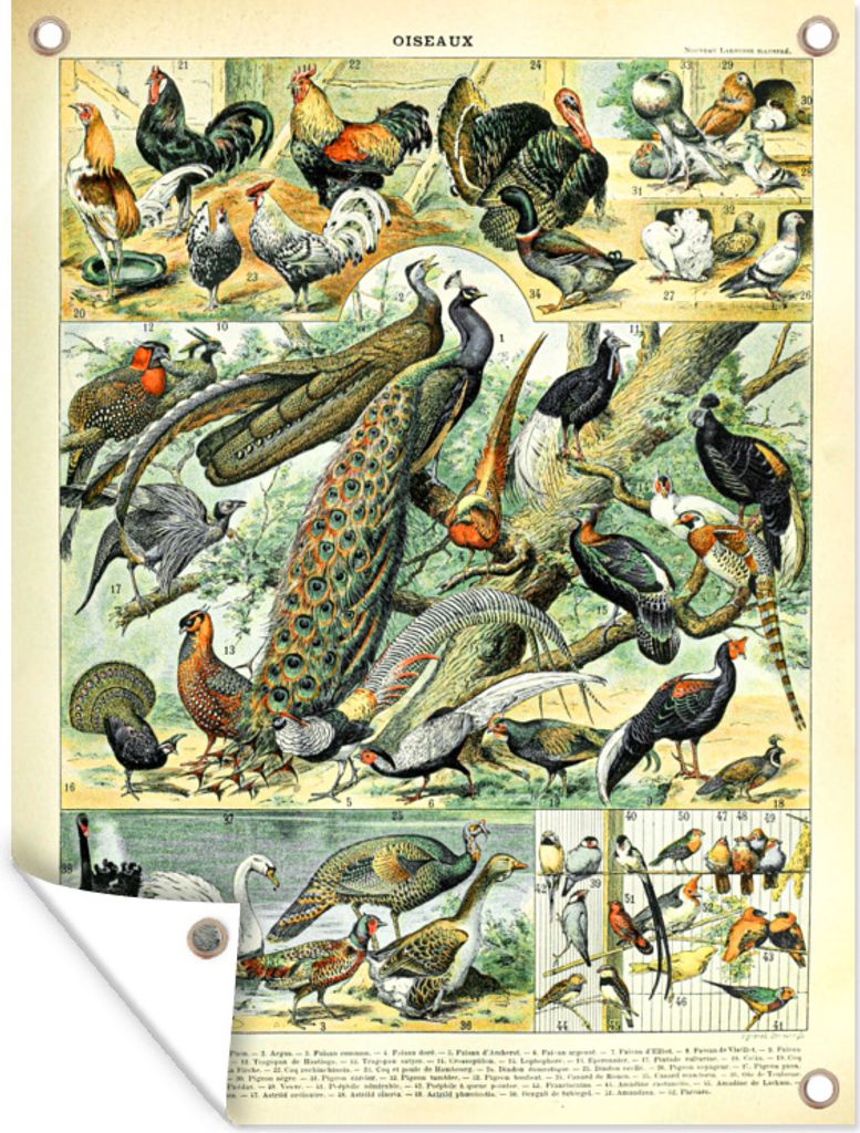 MuchoWow 30x40 cm Outdoor-Poster Gartendeko Sichtschutz Garten Poster für den Garten Tiere - Vögel - Jahrgang