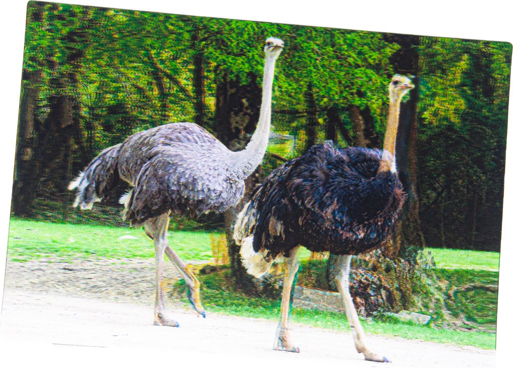 3D Postkarte Strausse