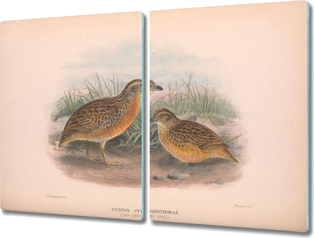 Coloray Schneidebrett Herdabdeckplatte 2x40x52 cm Kochplattenabdeckung Hackbrett Küchenbrett - Vögel Tiere