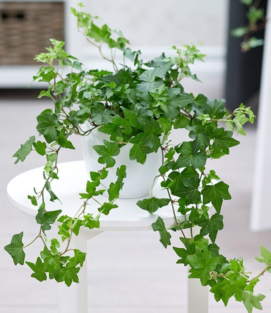 BALDUR Garten Efeu, 1 Pflanze, Luftreinigende Produktbild 1