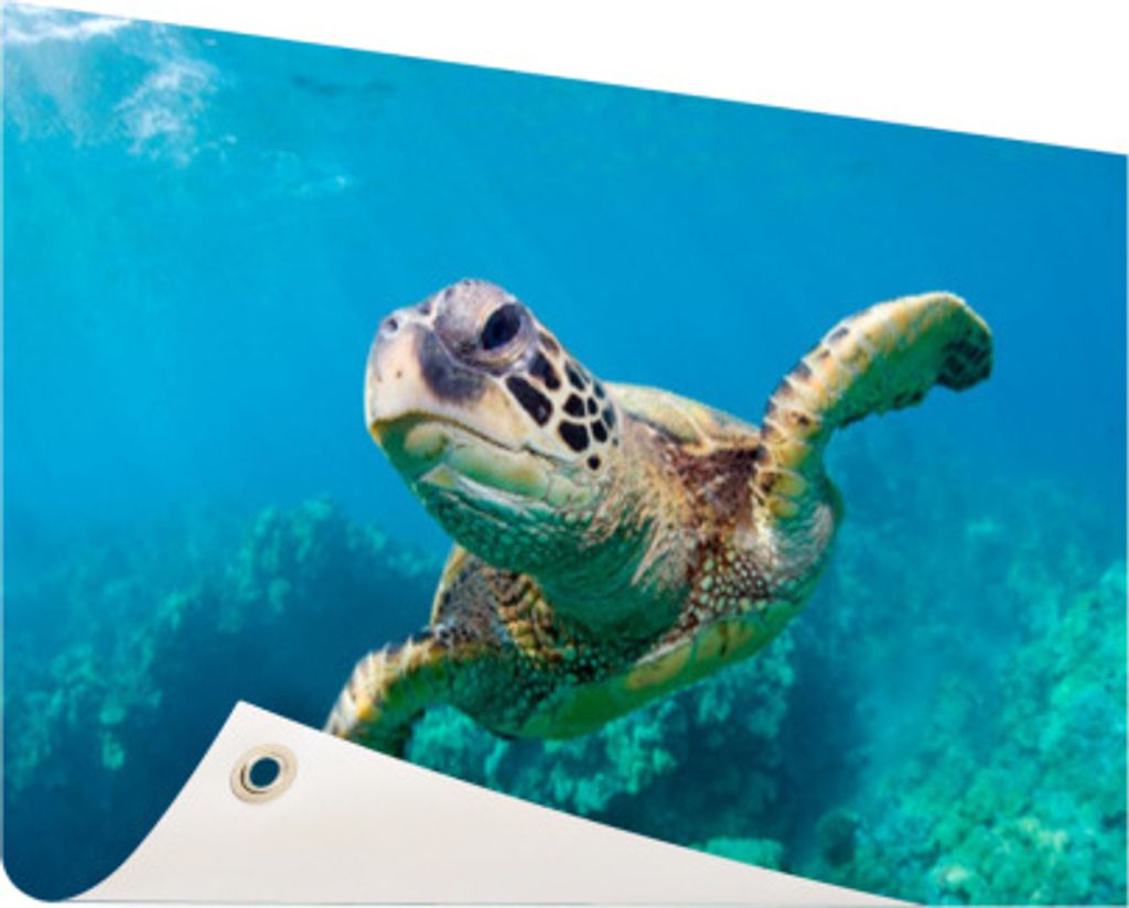 Gartenposter - 60x40 cm - Schwimmende Meeresschildkröte in Hawaii - Modernes Wandbilder - Wilde Tierposter
