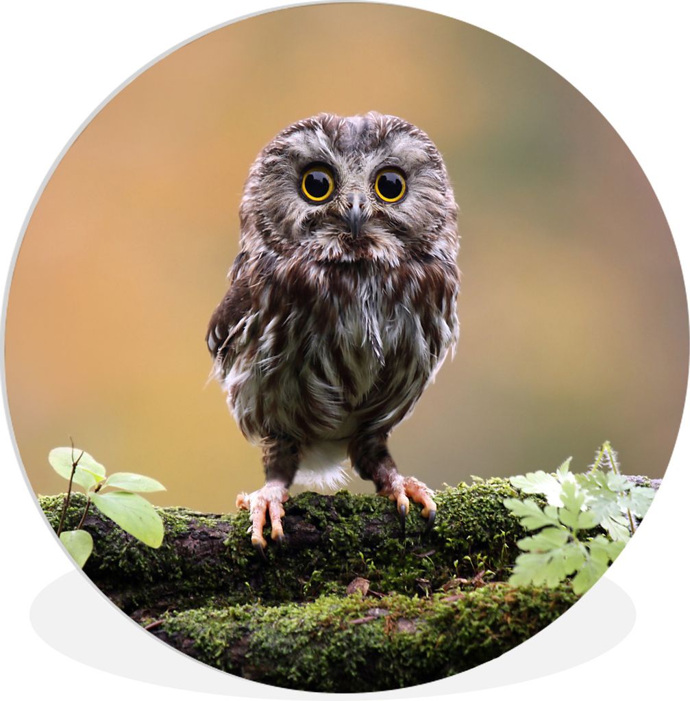 MuchoWow Rundes Wandbild - Runde Bilder Steinkauz Ø 30 cm Kreis Wanddekoration Kunststoff - Wandkreis - Wandschmuck - Schlafzimmer - Bilder - De...