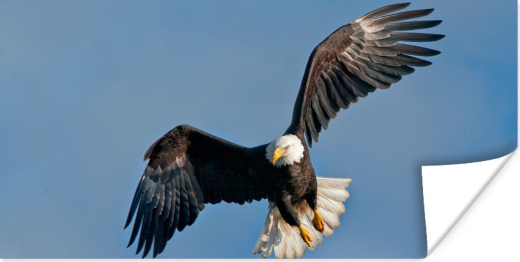 MuchoWow Poster Ein amerikanischer Weißkopfseeadler am blauen Himmel 40x20 cm - Poster für die Wand - Poster Schlafzimmer