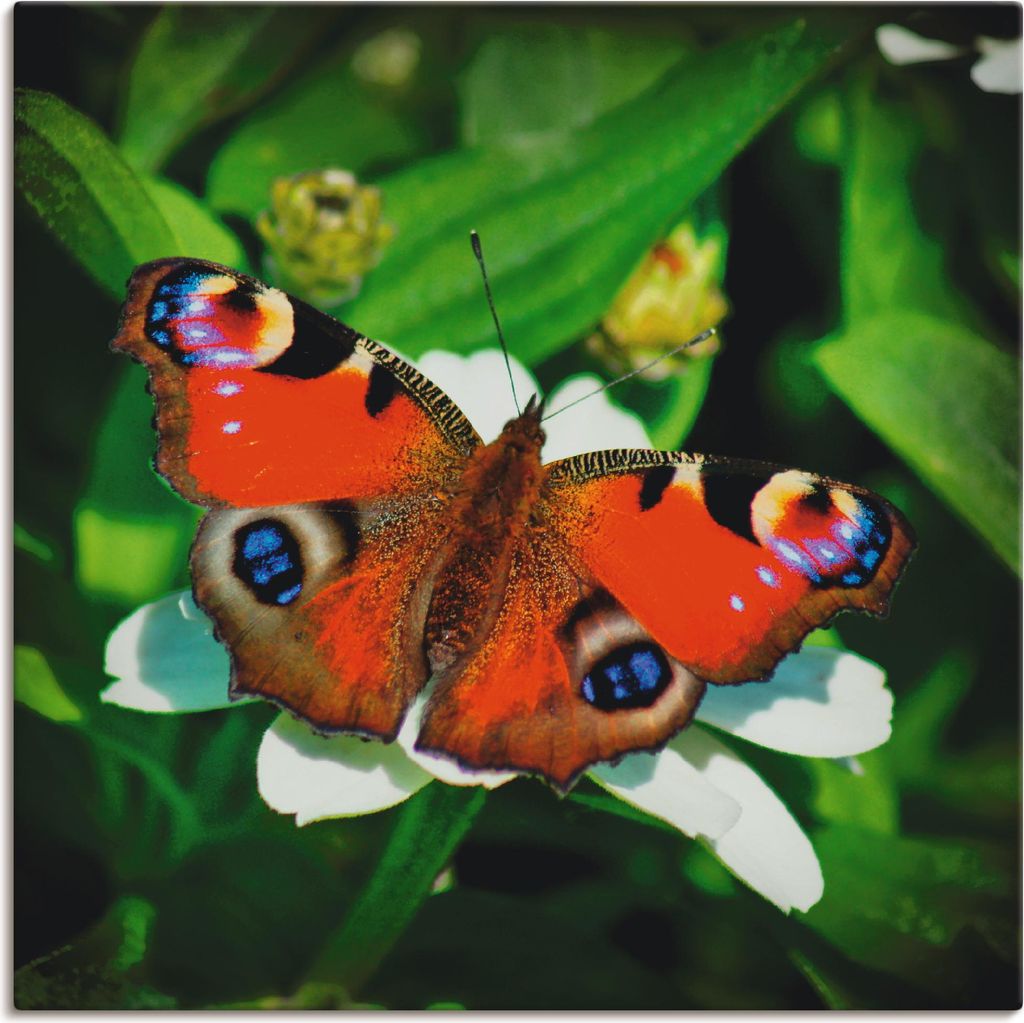 ARTland Leinwandbild Tagpfauenauge Größe: 50x50 cm