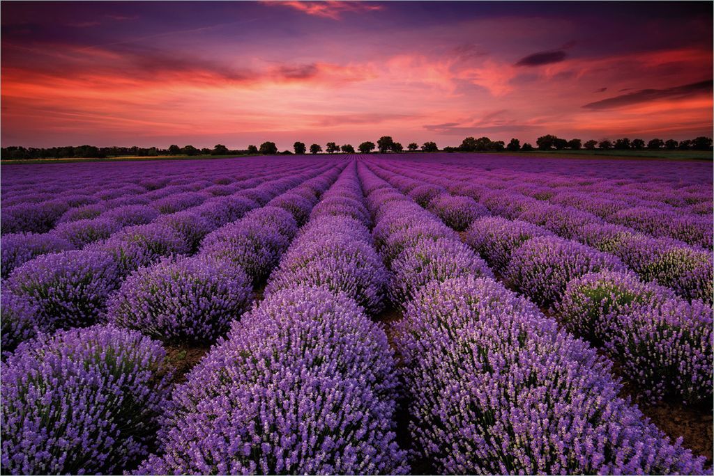 Wallario Premium Vliestapete Fototapete Lavendelfeld unter rotem Himmel in der Größe 400 x 267 cm, extra dick, wird in 5 Teilen geliefert