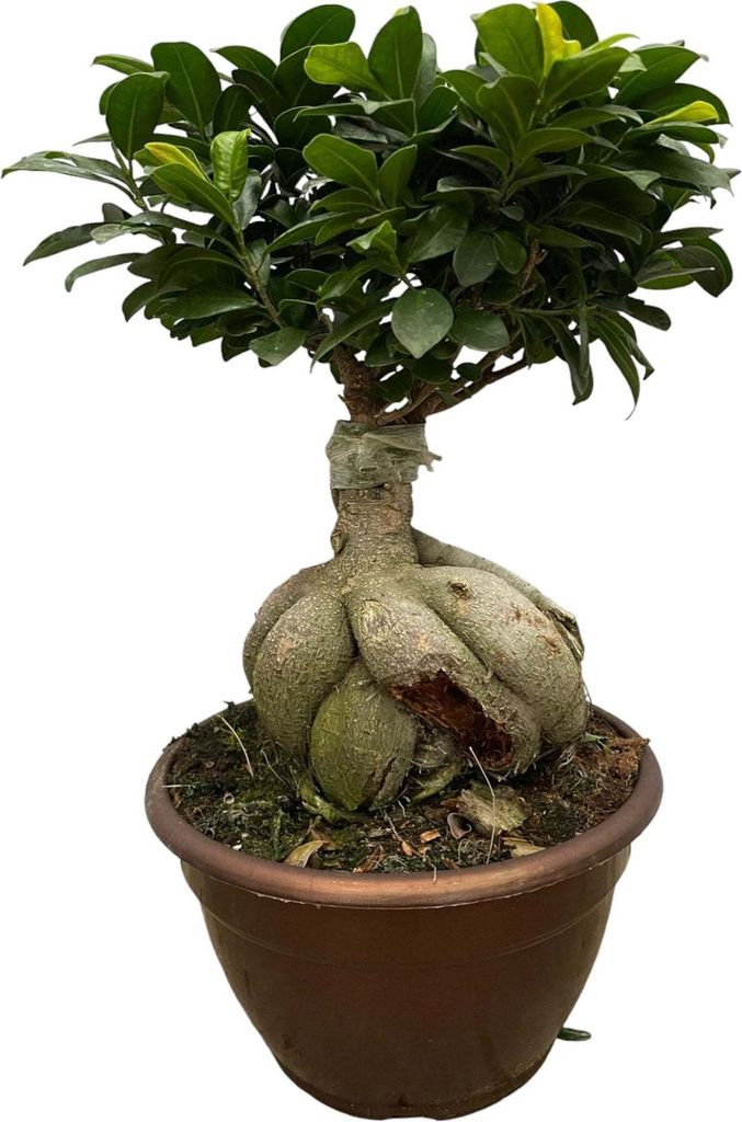 Trendyplants - Ficus Microcarpa Ginseng - Bonsai - Zimmerpflanze - Höhe 40-60 cm - Topfgröße Ø25cm