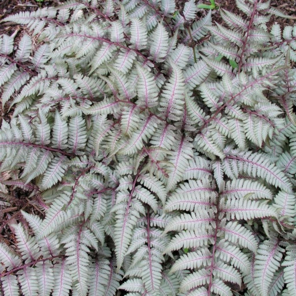 echter kaktus kaufen Kaufen Sie einen großen Euphorbia-Kaktus – Urbangreen