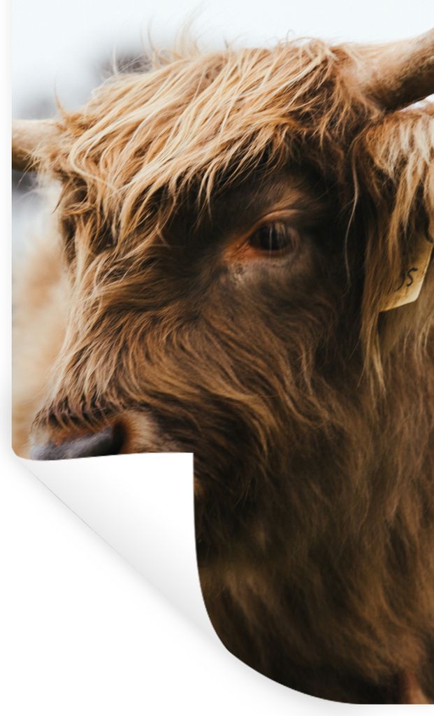 MuchoWow Wandtattoo Wandsticker Wandaufkleber Schottischer Highlander - Tiere - Hörner 60x120 cm Selbstklebend und Repositionierbar - Selbstkleb...