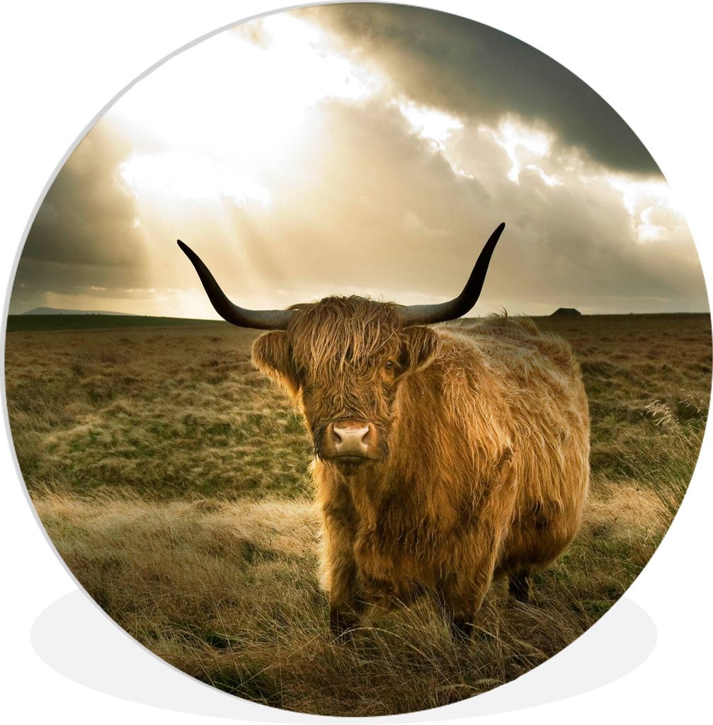 MuchoWow Rundes Wandbild - Runde Bilder Schottischer Hochländer - Sonne - Tiere Ø 60 cm Kreis Wanddekoration Kunststoff - Wandkreis - Wandschmu...
