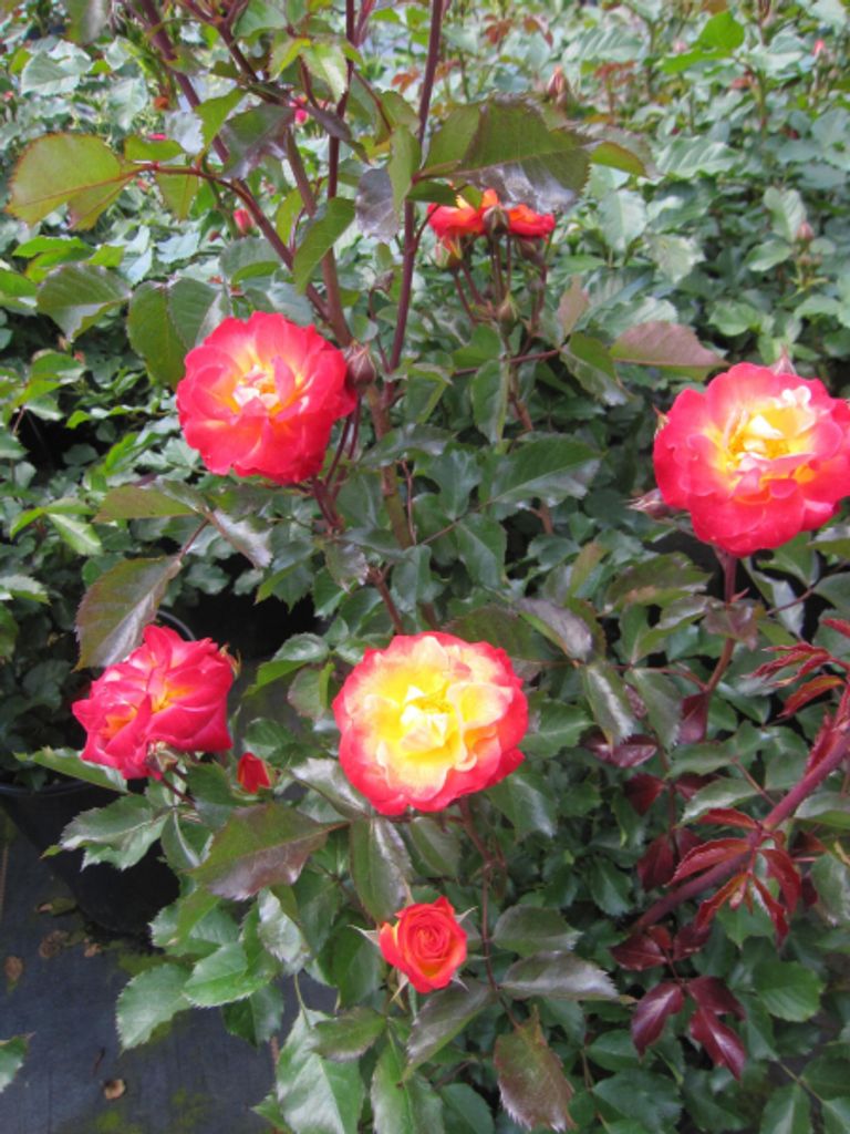 Beetrose Firebird - Rosa Firebird - Kordes Rose