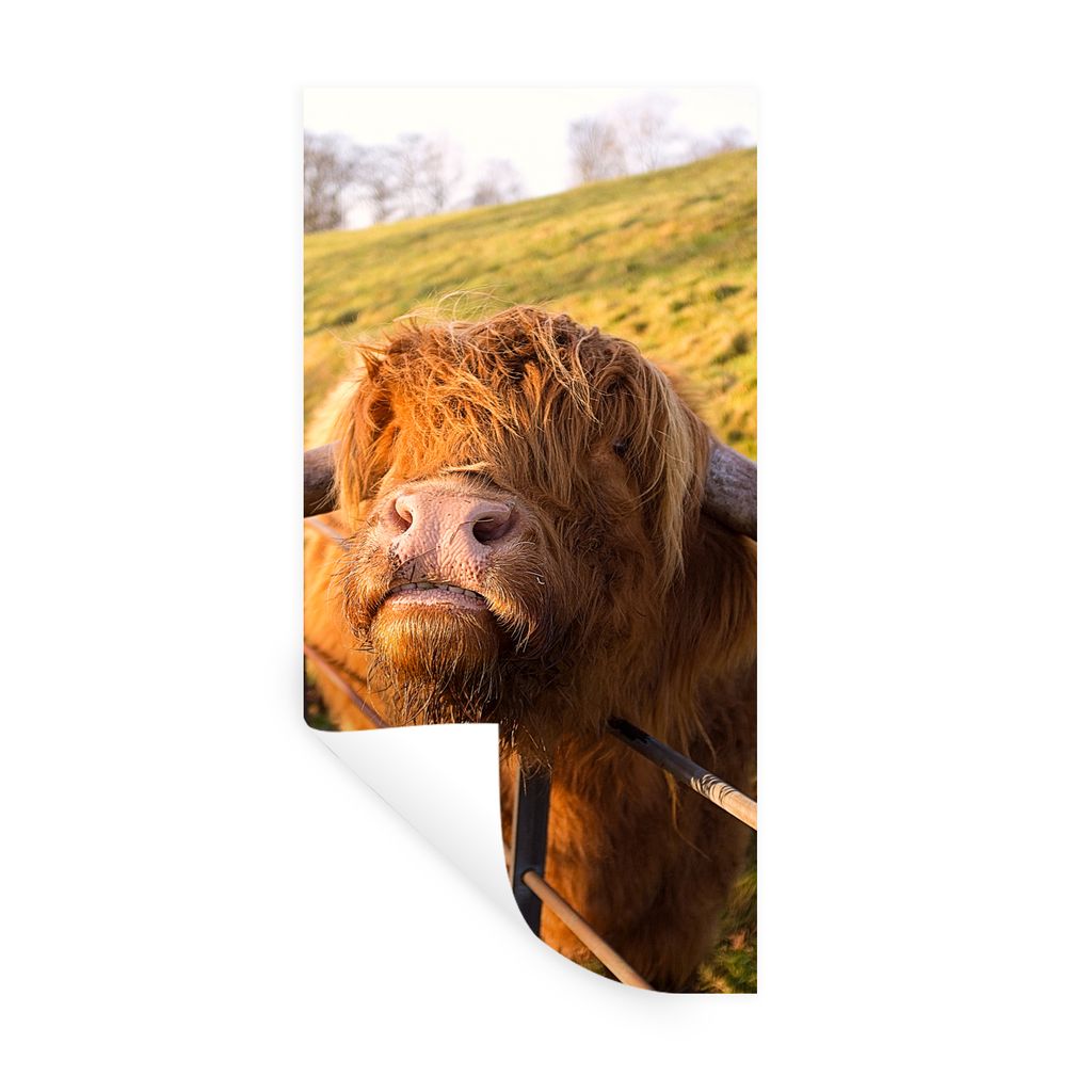 MuchoWow Wandtattoo Wandsticker Wandaufkleber Scottish Highlander - Zaun - Gras 60x120 cm Selbstklebend und Repositionierbar - Selbstklebend - Fo...