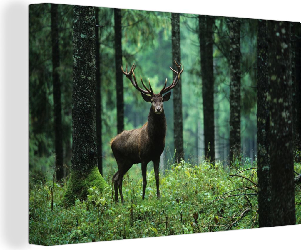 OneMillionCanvasses - Leinwandbilder - 150x100 cm, Hirsche - Wald - Bäume - Tiere - Natur, Wandbilder Kunstdruck Wanddekoration - Foto auf Leinw...