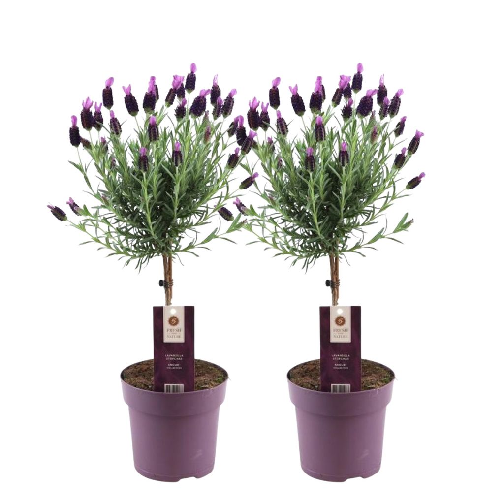 Set von 2 Französischen Lavendel Pflanze auf Stamm - 2 x Lavandula stoechas Anouk 15 cm Topf 50 cm - Gartenpflanzen - Pflanzen