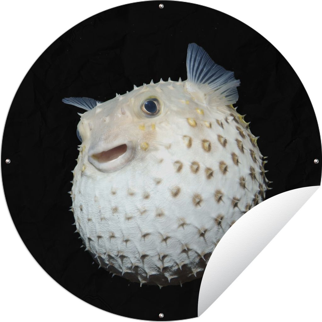 MuchoWow Gartenposter Outdoor-Poster Rund Fische - Meerestiere - Porträt Ø 60 cm Gartendeko Rundes Poster draußen