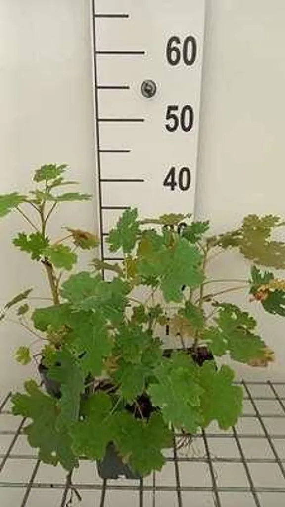 6 x Macleaya cordata Pavot à plumes - Lot de 6 plantes en pot de 9 cm