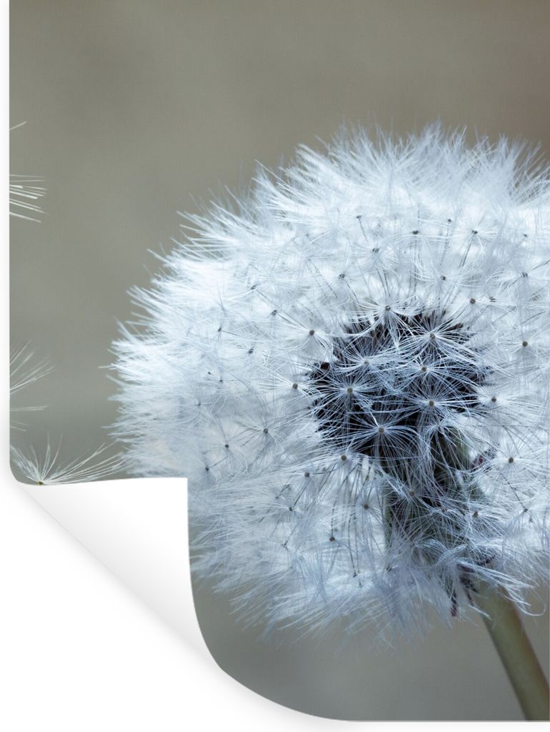 MuchoWow Wandtattoo Wandsticker Wandaufkleber Löwenzahn - Blume - Pflanze 90x120 cm Selbstklebend und Repositionierbar - Faltenfrei