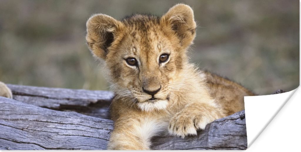 MuchoWow Poster Jungtier - Tier - Natur 160x80 cm - Foto Poster
