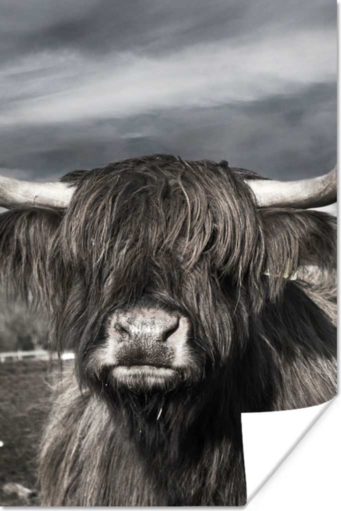 MuchoWow Poster Schottischer Highlander - Tiere - Hörner 120x180 cm - Kunstposter