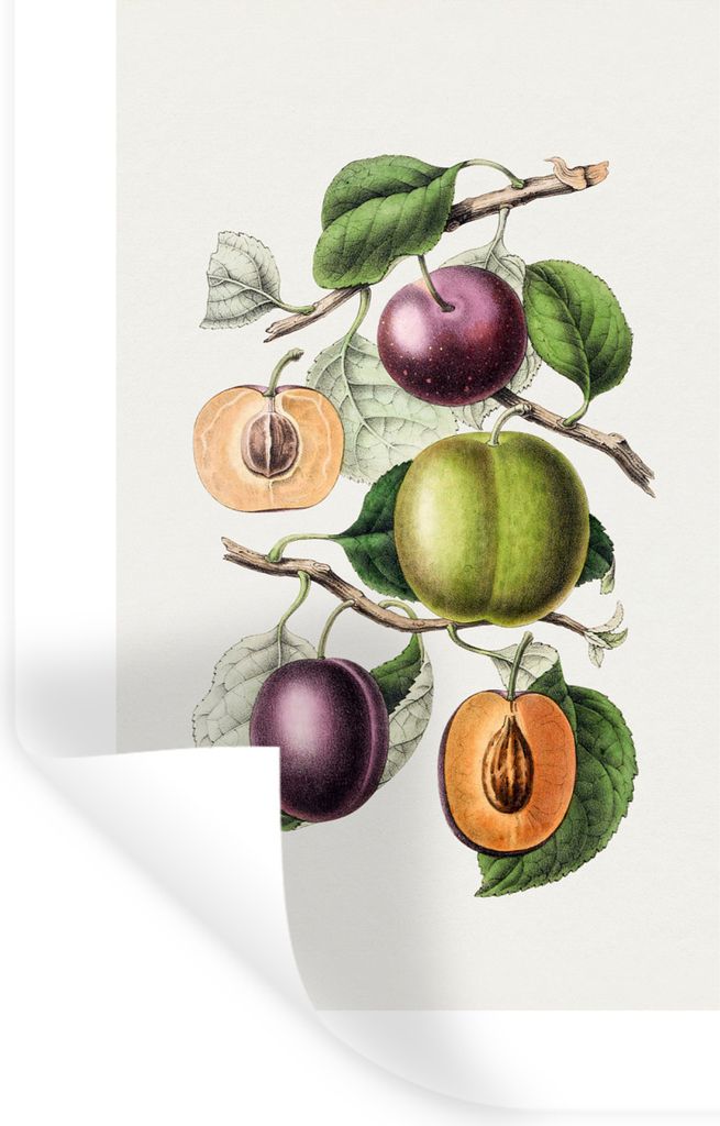 MuchoWow Wandtattoo Wandsticker Wandaufkleber Lebensmittel - Obst - Zweige 60x90 cm Selbstklebend und Repositionierbar - Sticker - Dekorfolie
