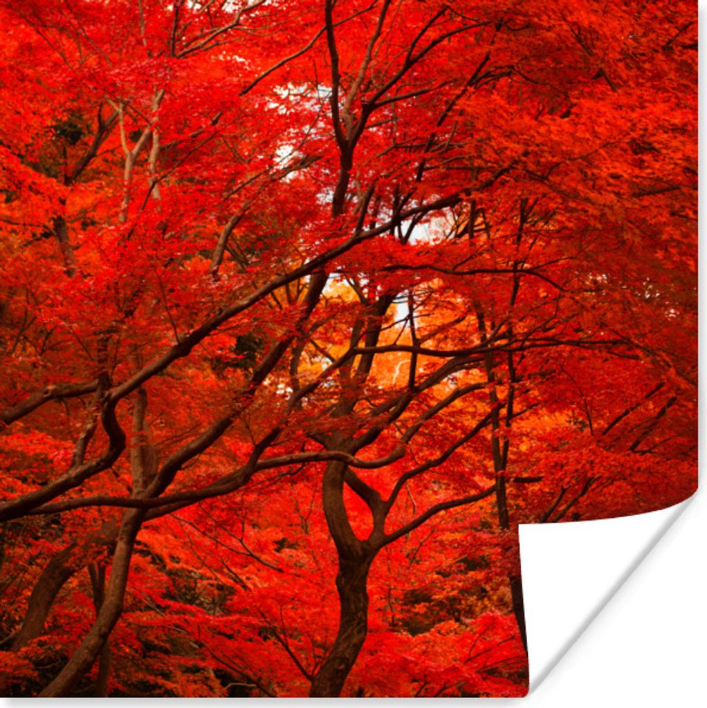 MuchoWow Poster Herbst - Wald - Rot 50x50 cm - Wohnzimmerdekoration