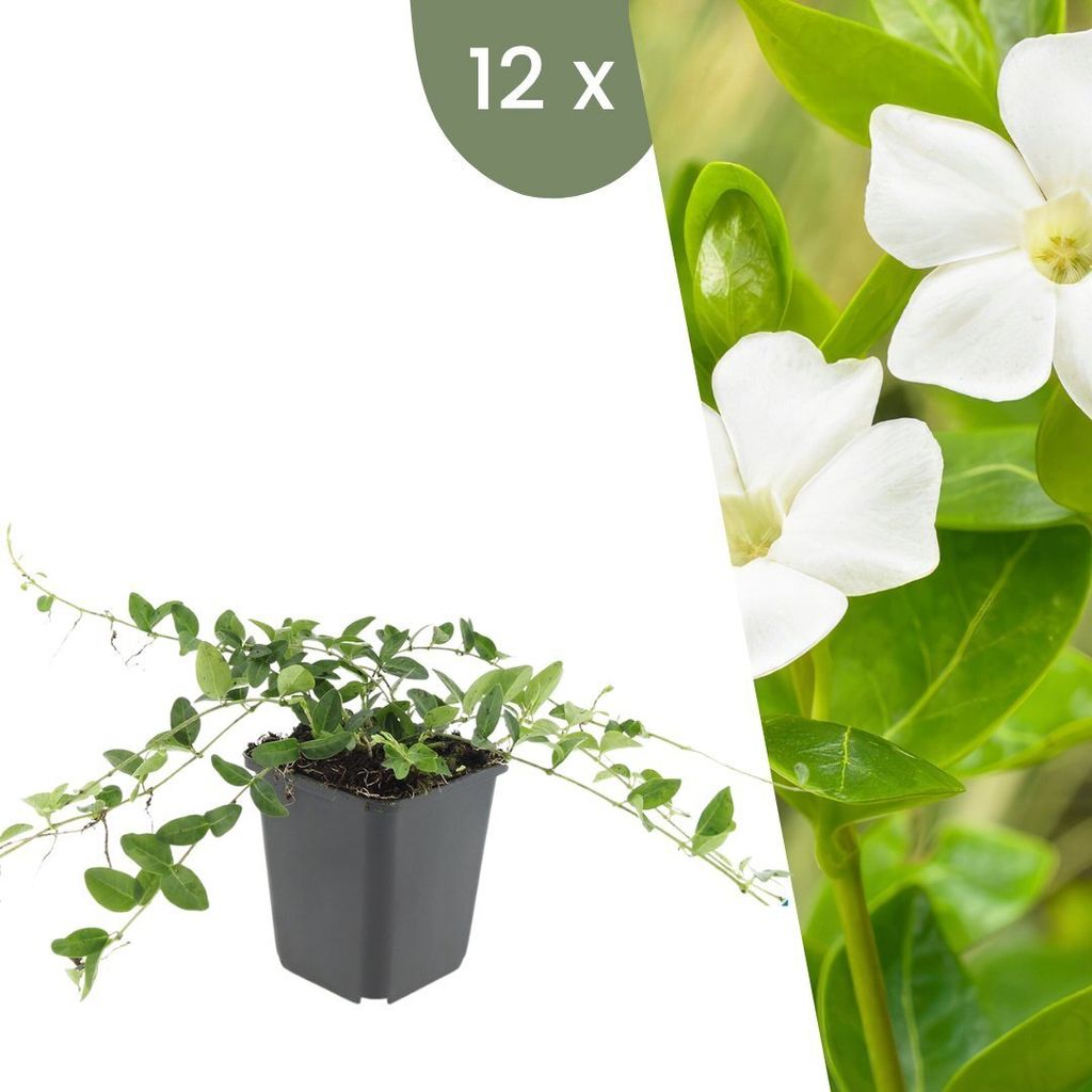 Plants by Frank | 12 Weißes Immergrün Pflanzen | Vinca minor 'Alba' | Bodendecker Winterhart | Stauden Winterhart | Gartenpflanzen Winterhart