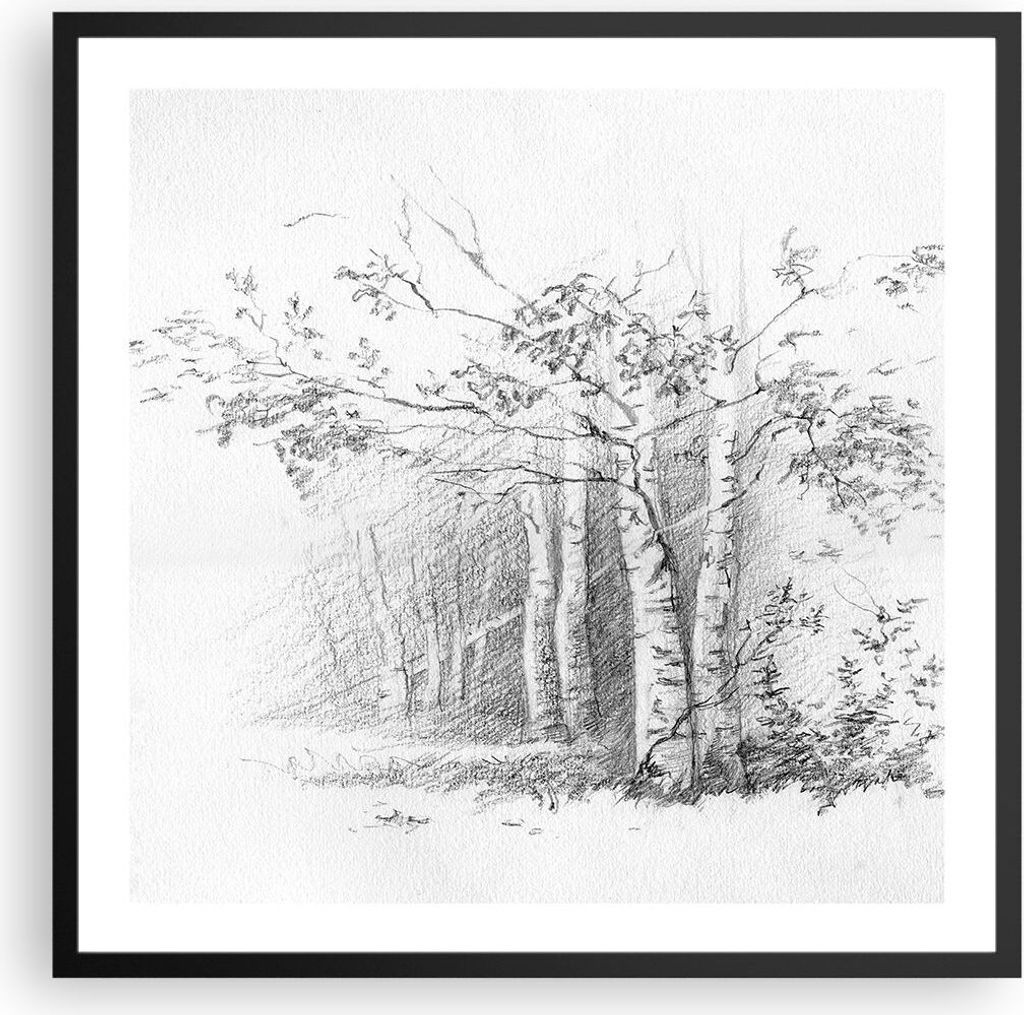 Gerahmtes Poster - Schwarzer Rahmen - Skizze Wald Birke - 60x60 cm - Wand Bild - Wanddeko - Wandbilder - Kunstposter - Wandposter - Bilderrahmen - ...
