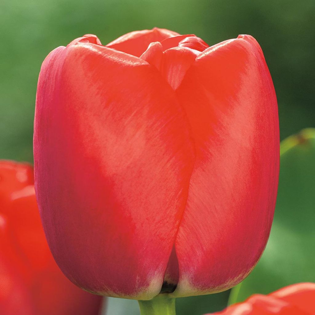 Tulipány Květinové cibulky Květiny Tulipánové cibulky Obrázek produktu 