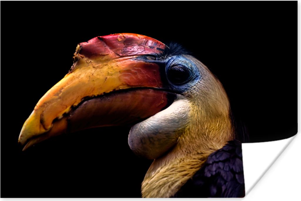 MuchoWow Poster Vogel - Schnabel - Schwarz 120x80 cm - Bilder
